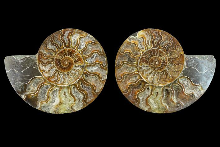 Agatized Ammonite Fossil - Beautiful Preservation #130006
